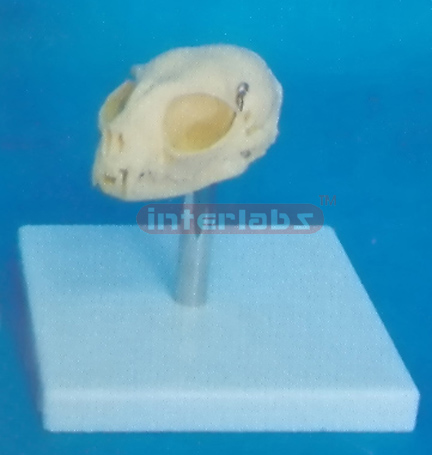 CAT SKULL MODEL WITH PLASTIC STAND